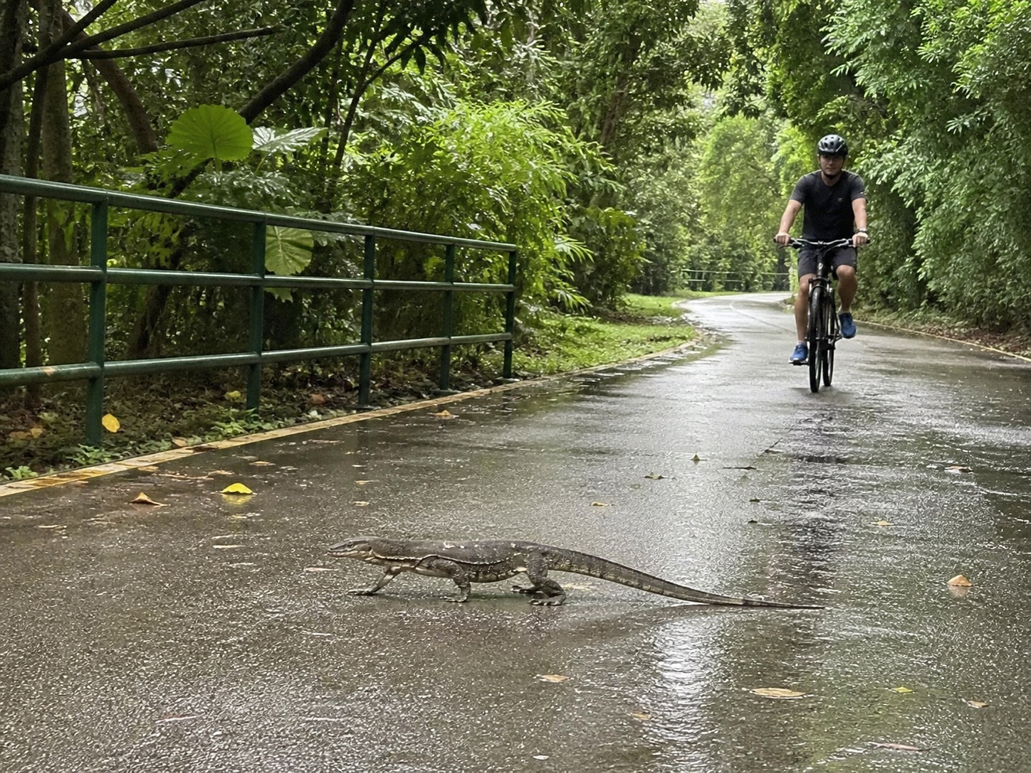 Monitor lizard crossing a park path in Singapore