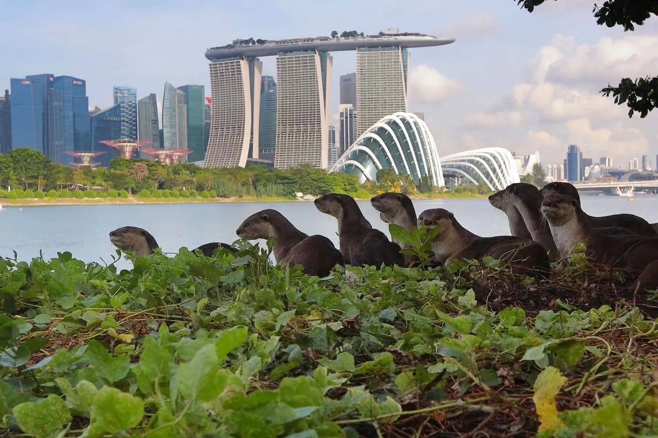 Otters by Marina Bay with the skyline behind them