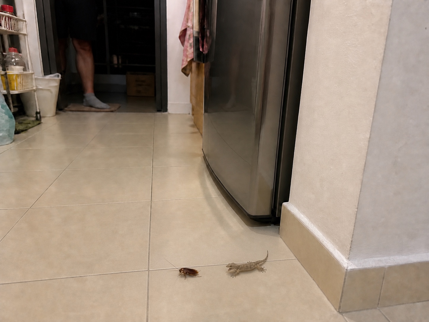 House gecko approaching an American cockroach in a Singapore apartment