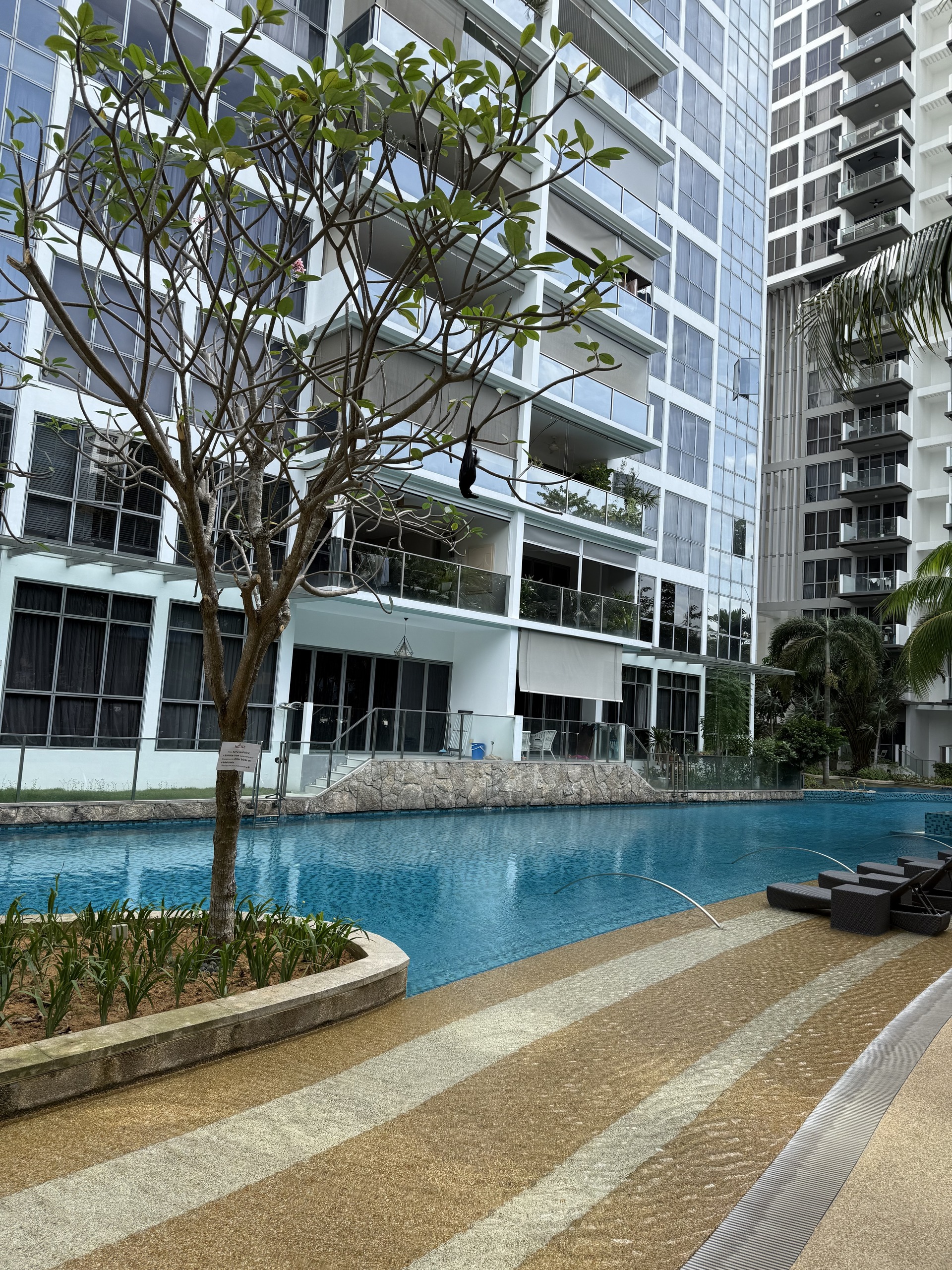 Trees beside a condominium swimming pool, where a dummy crow was installed.
