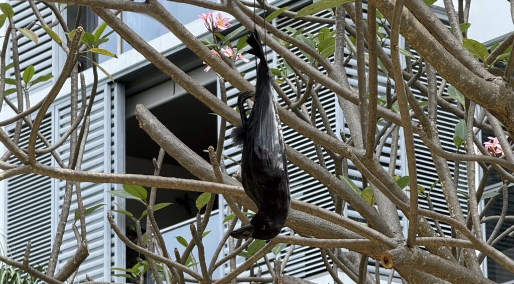 An artificial crow hanging upside down from a cord, shown in full among tree branches.