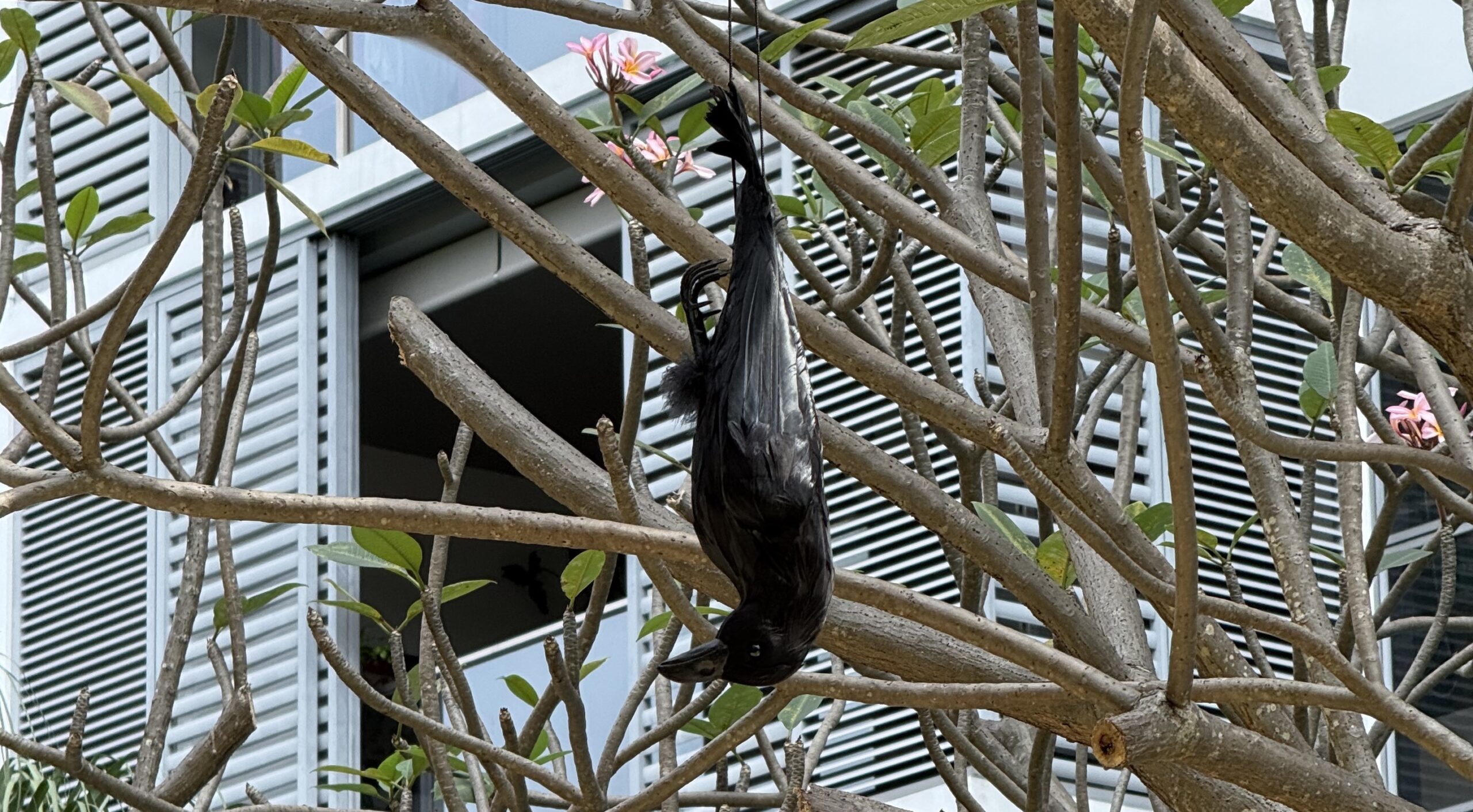 An artificial crow hanging upside down from a cord, shown in full among tree branches.