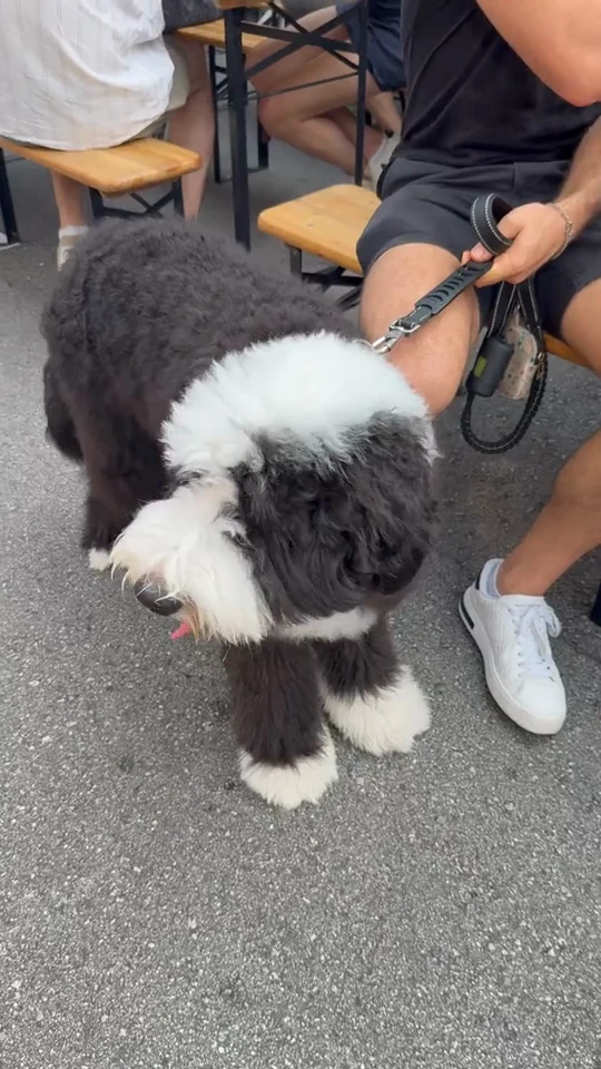 A large black-and-white dog beside visitors at the street tables.